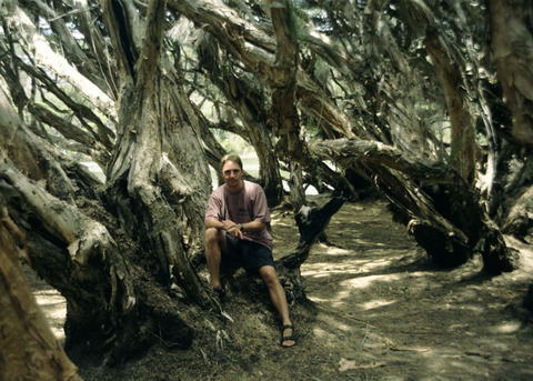 australia - margaret river - memory trees.jpg